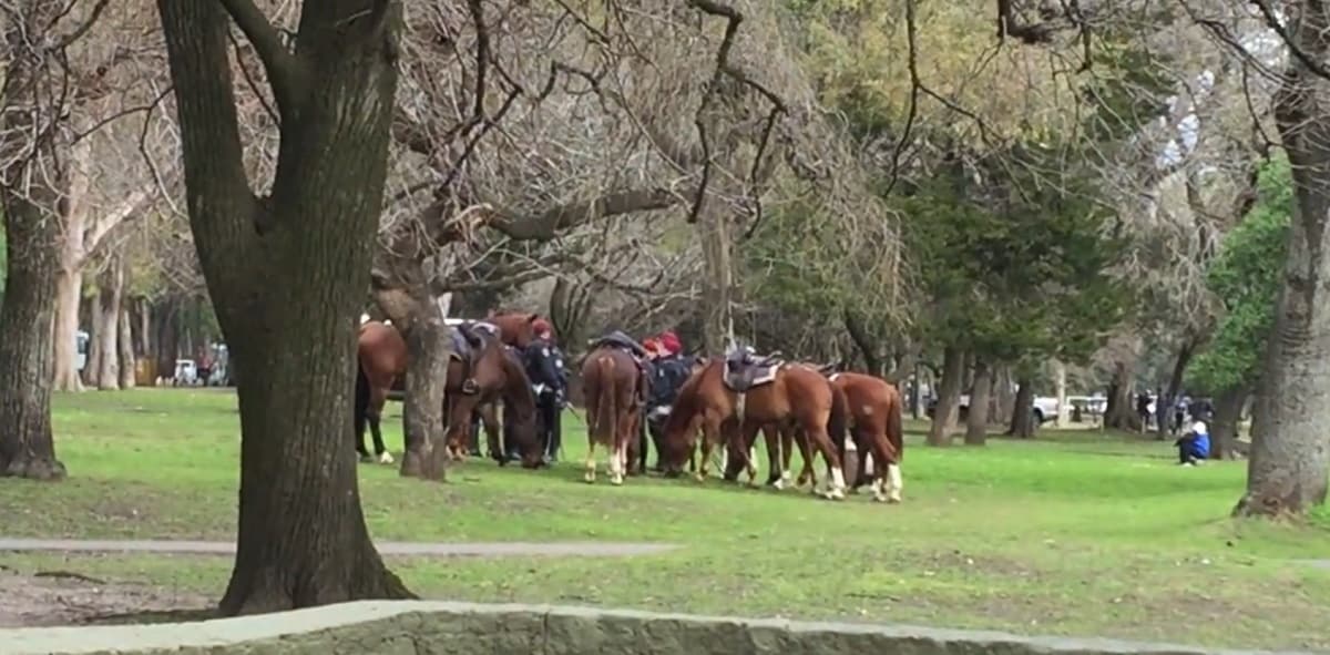 Group of horses grazing on grass - "The personal" touch" in a big Argentine city