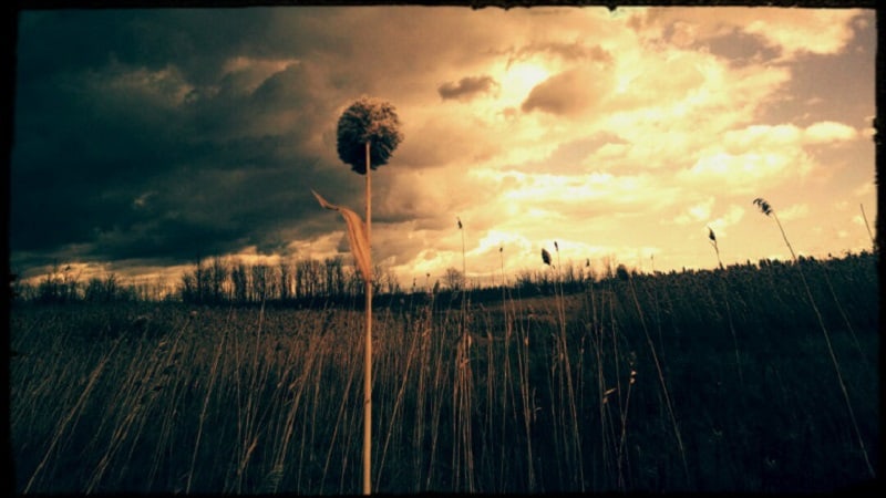 Single flower in cloudy field - Poems by George Payne