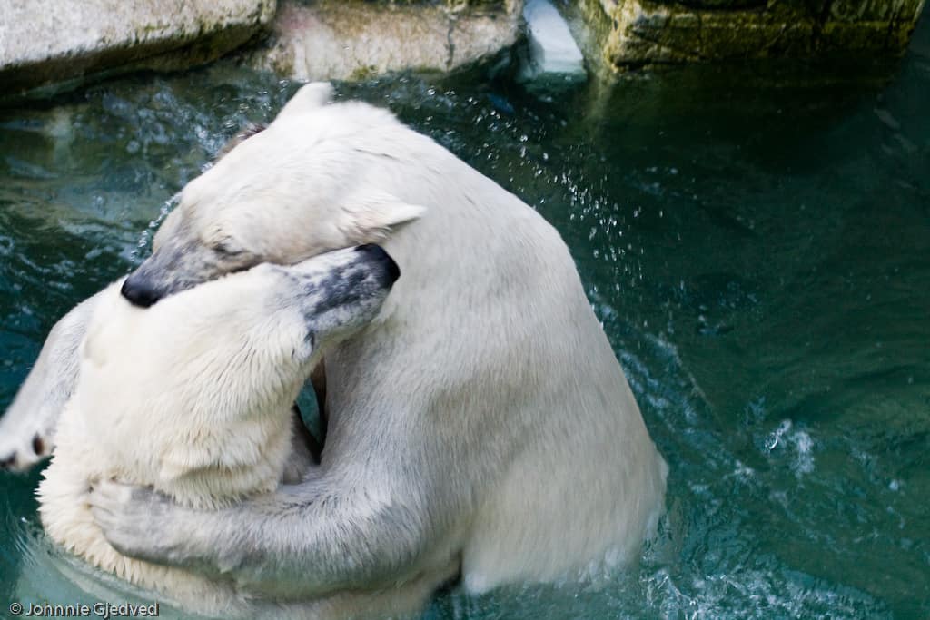 polar bears hugging