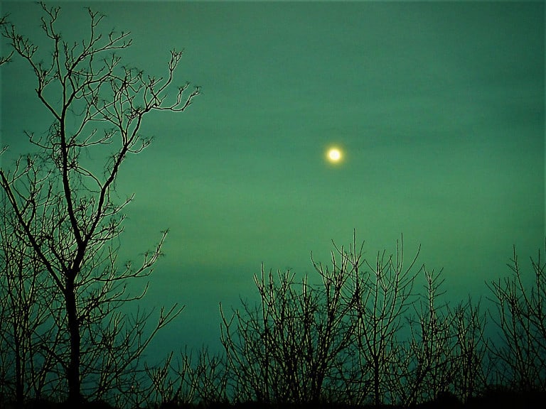 Black branches against turquoise sky - Poems by George Cassidy Payne