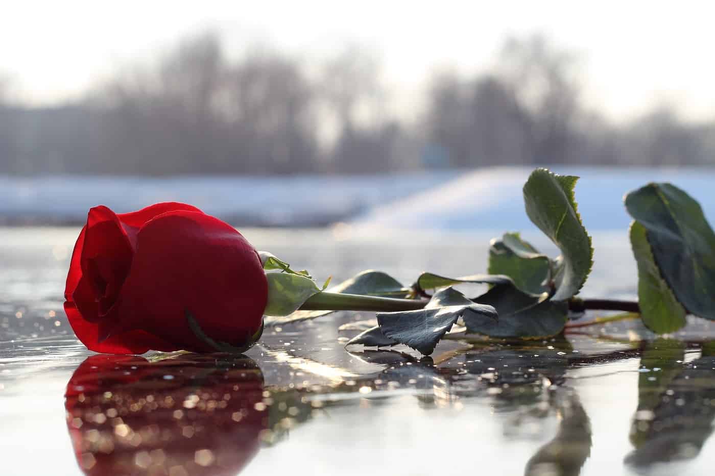 Red rose on ice on snowy day - Poems by B.S. Dixon
