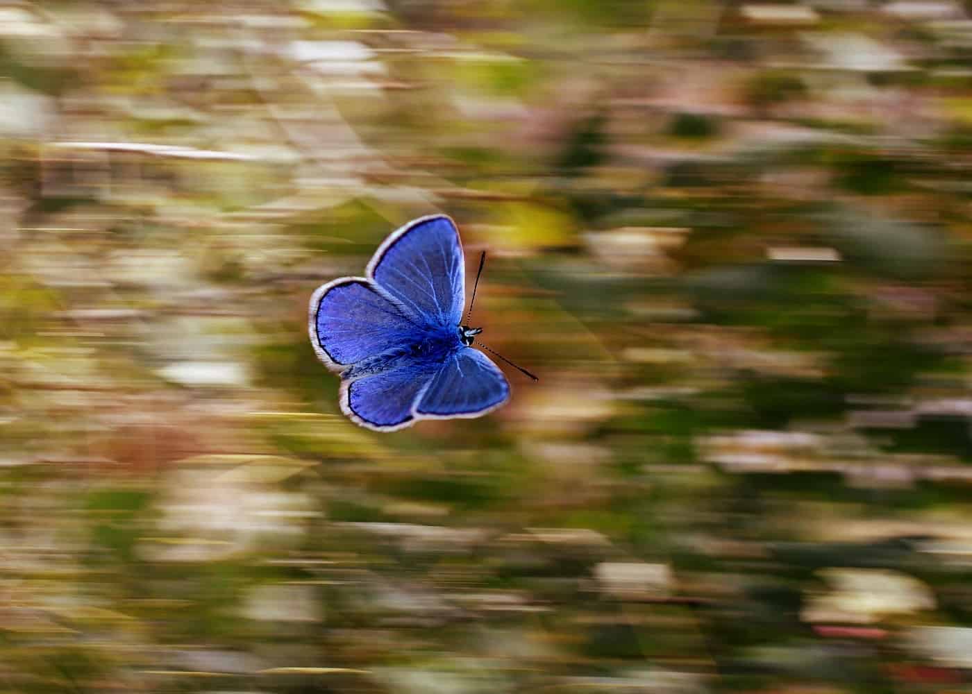 Blue butterfly in motion