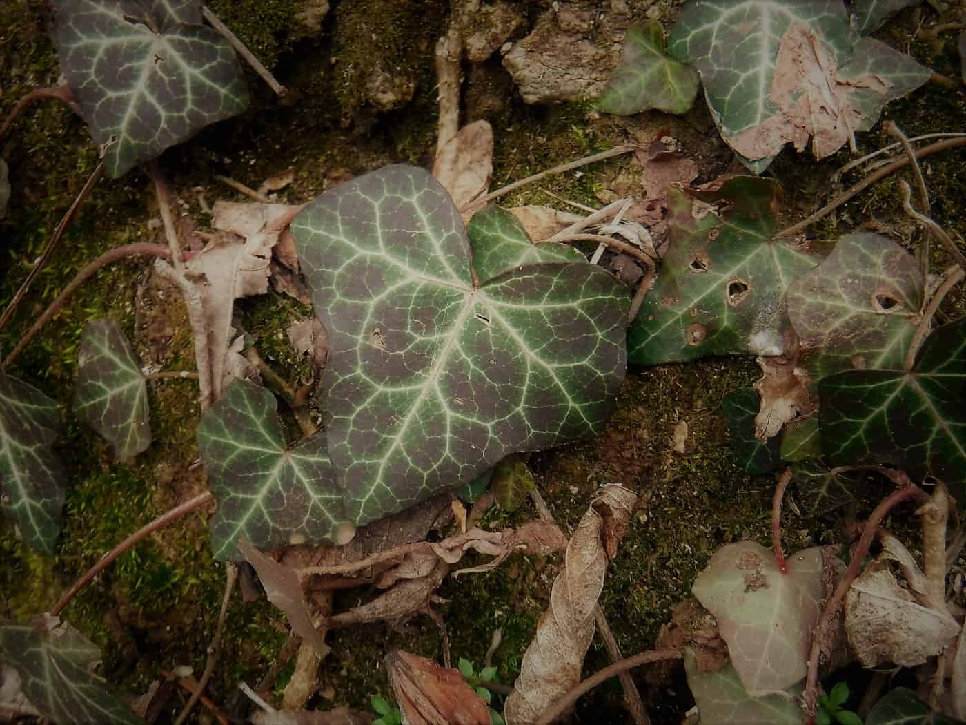 Close-up of leaves on ground