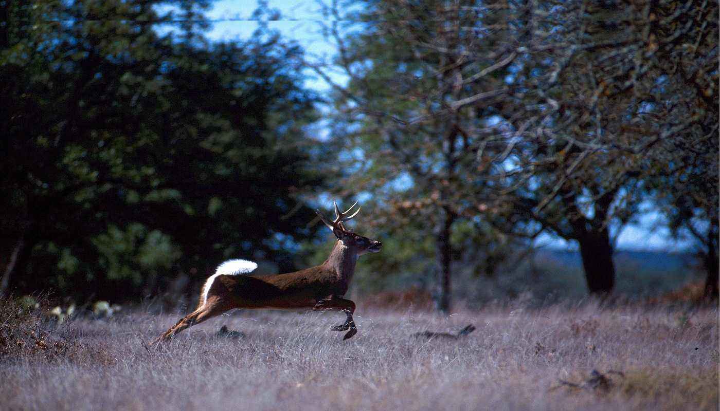 deer running