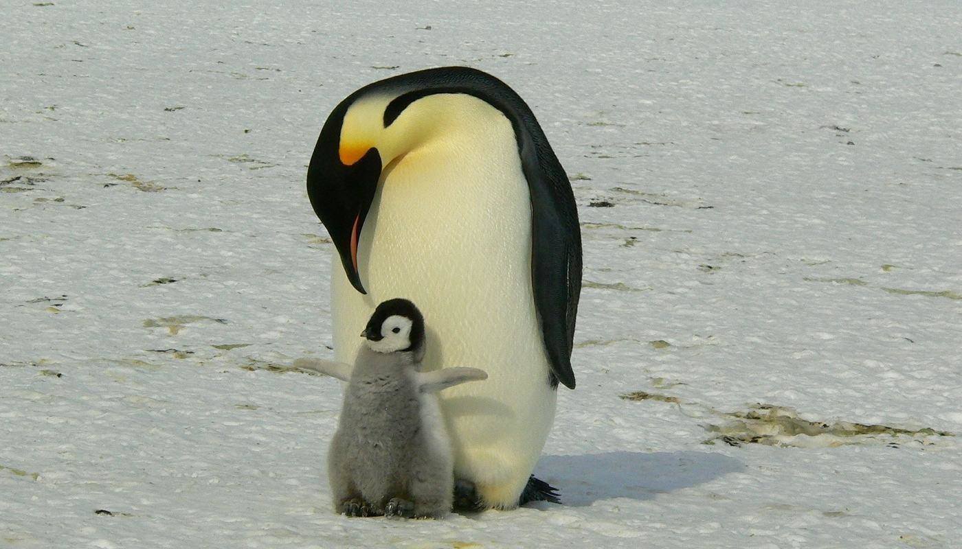 emperor penguin with chick
