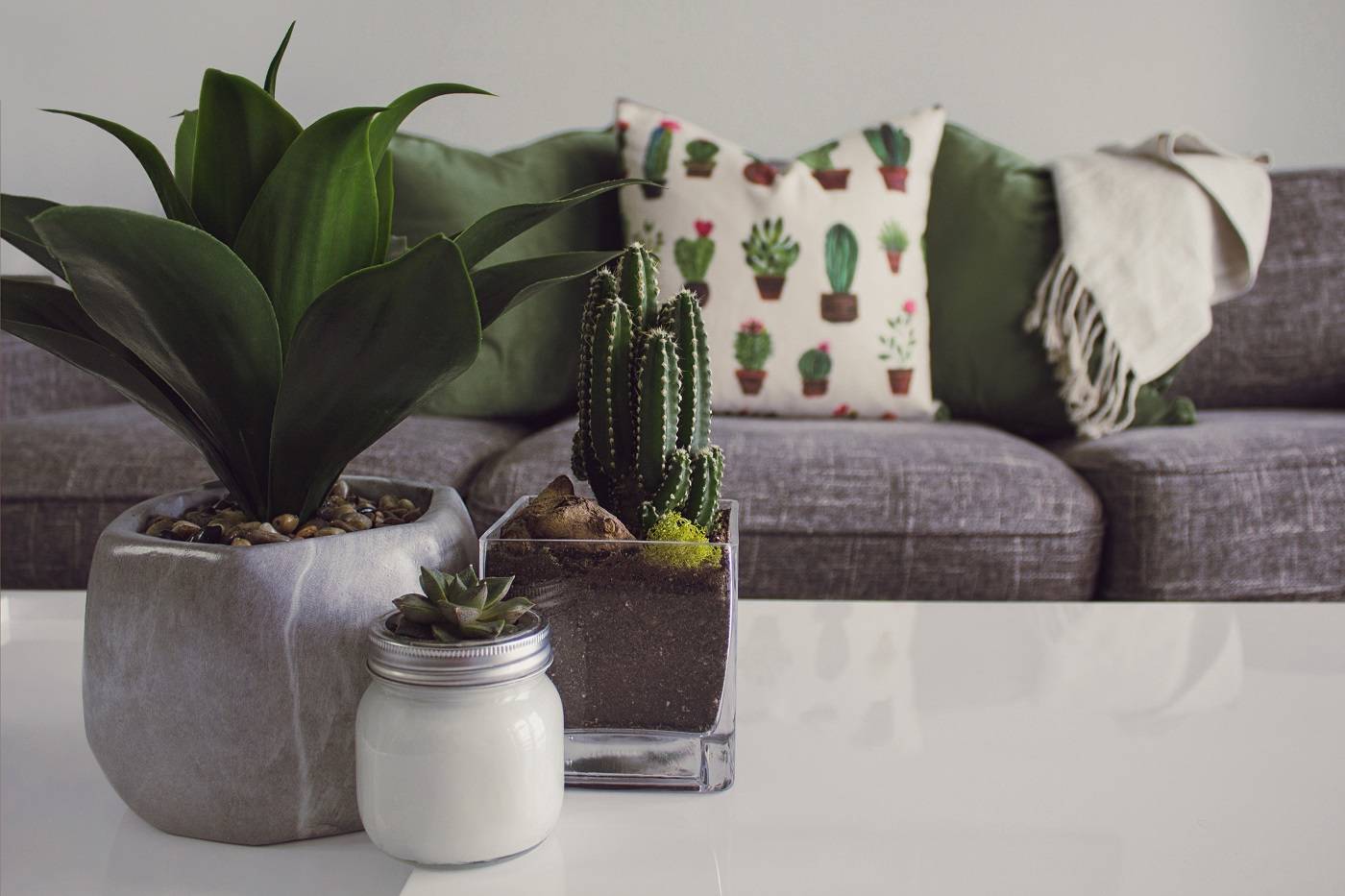 Cactus plants on coffee table