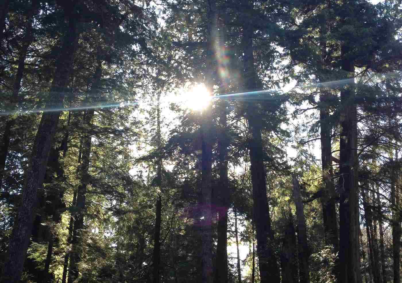 Forest with sun shining through