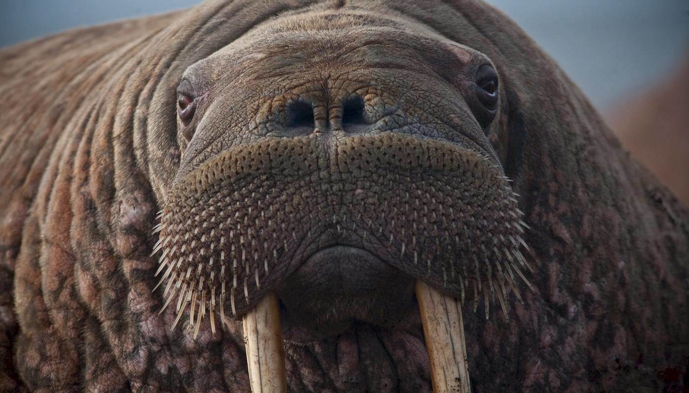 Walrus