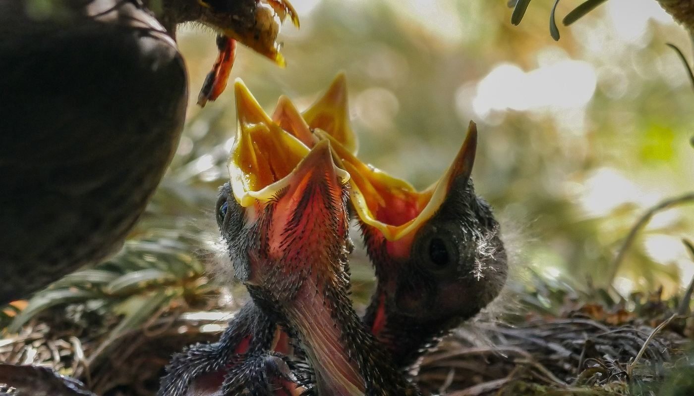 EMBRACE FASTING: 5 insights I gained from fasting 14 Baby birds in nest crying for food