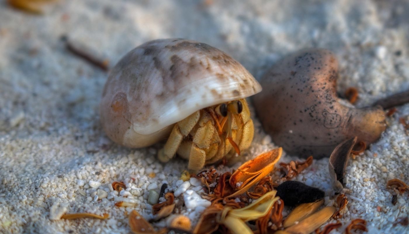 EMBRACE FASTING: 5 insights I gained from fasting 15 Hermit crab in shell