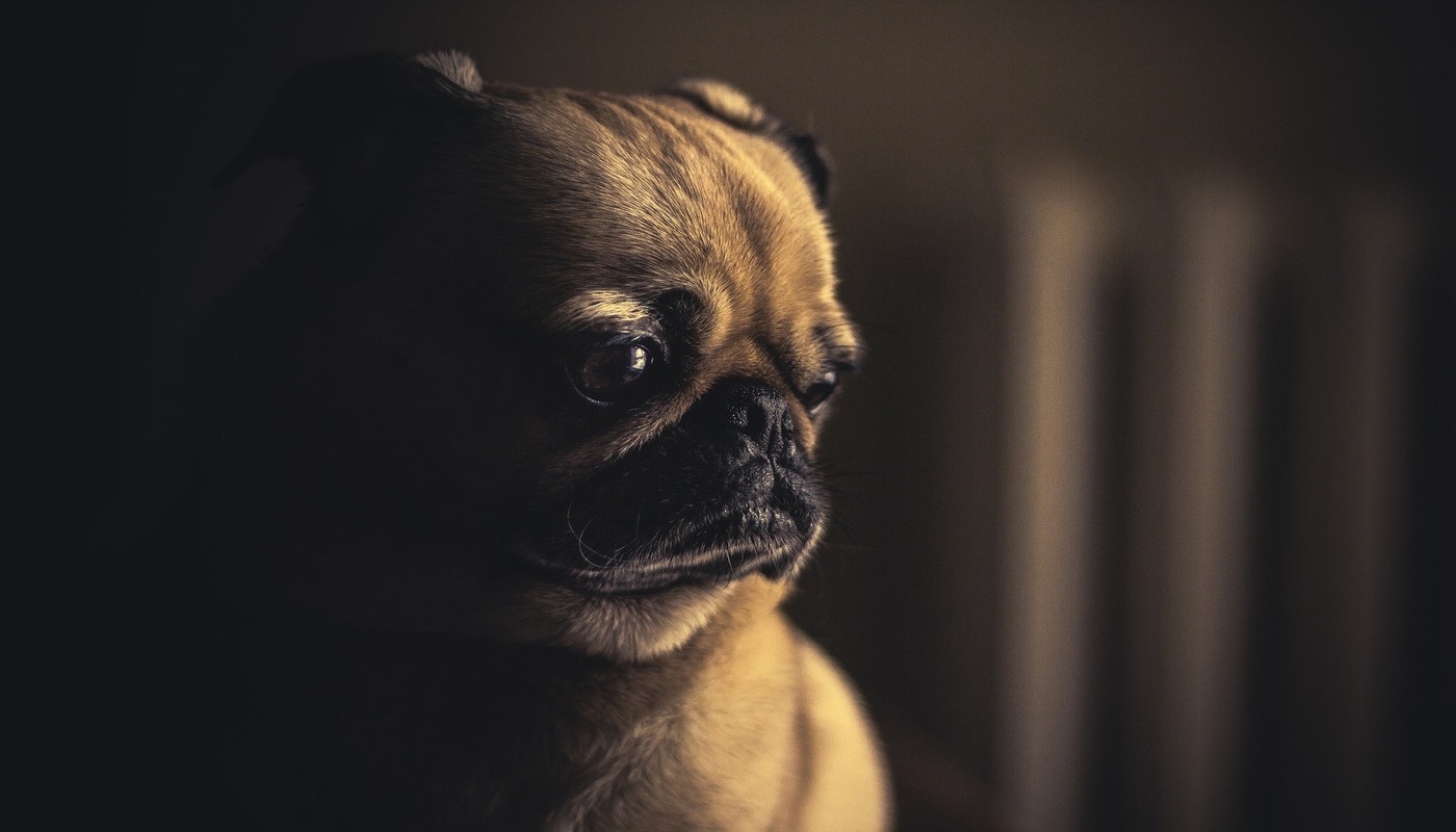 FACING HUMANITY Learning the value of life through our pets