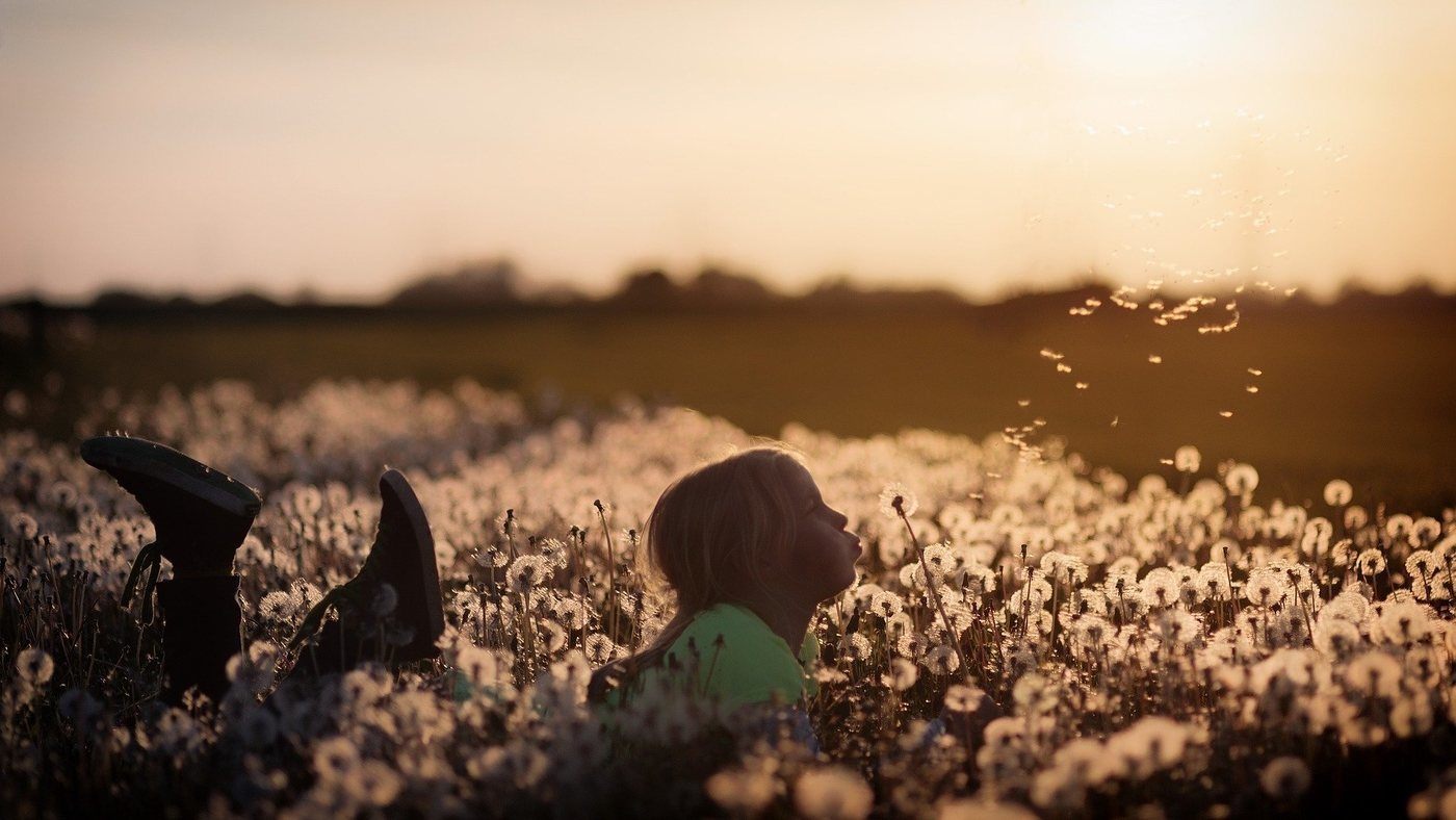 little girl in dandelion field