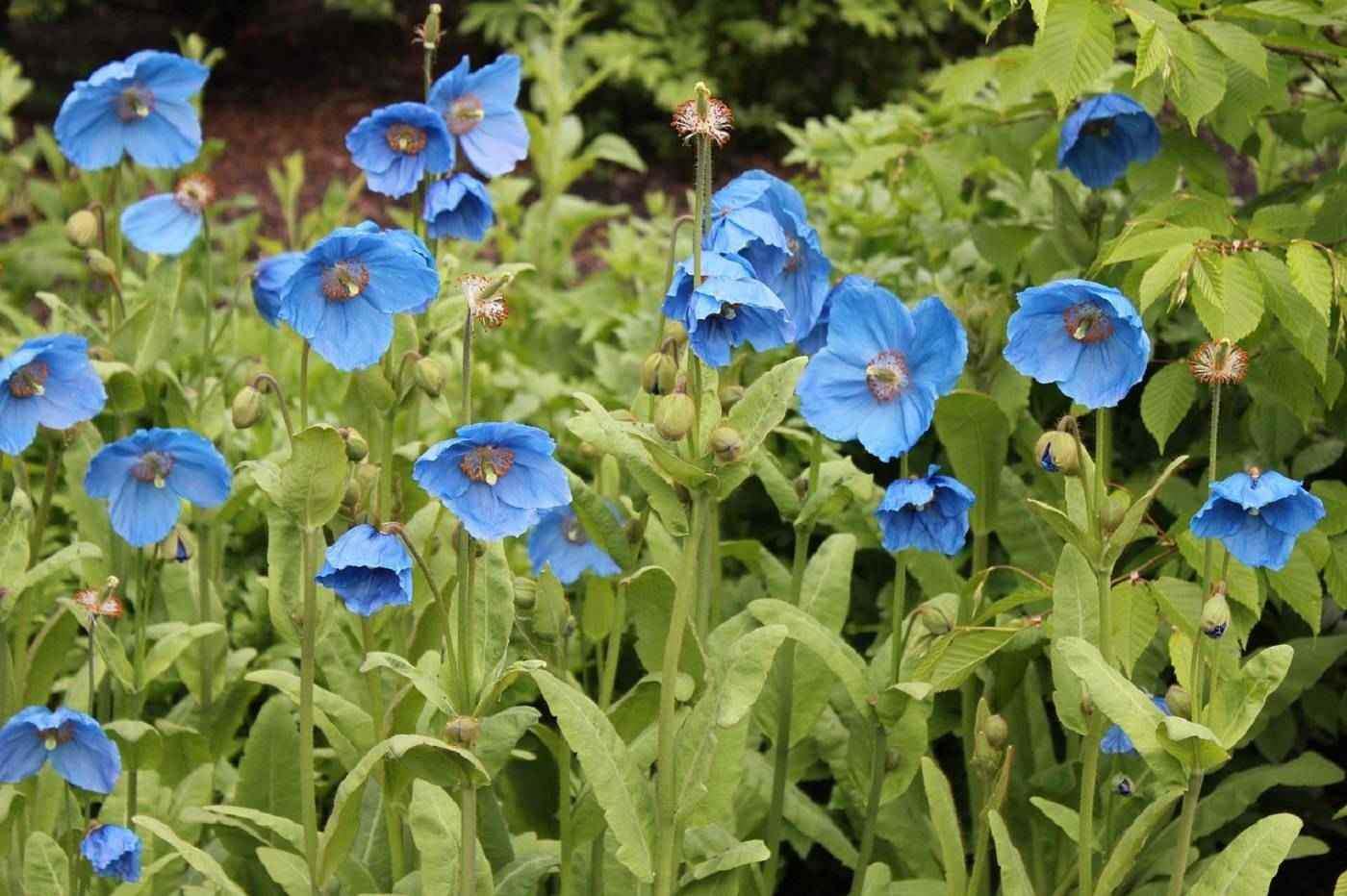 Group of blue poppies