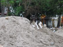 dog playing in temple dirt