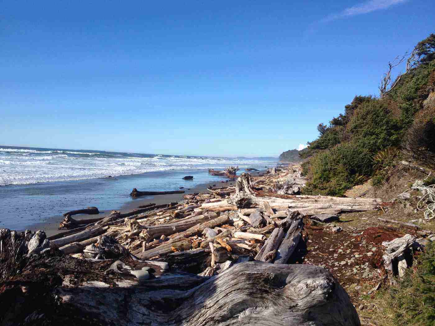 Beach scattered with driftwood