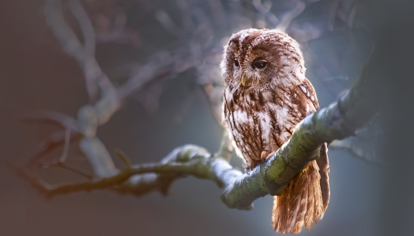 owl on tree