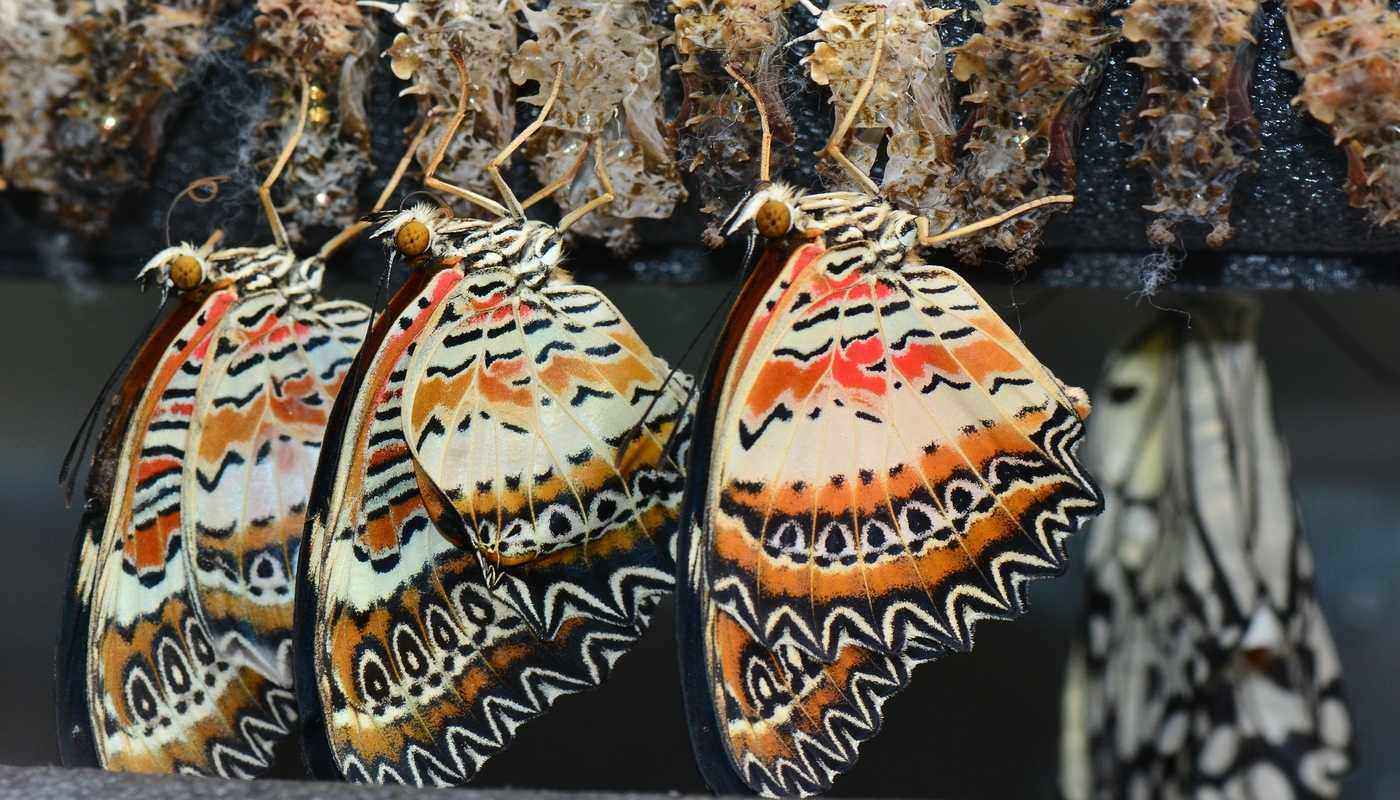 butterflies emerging