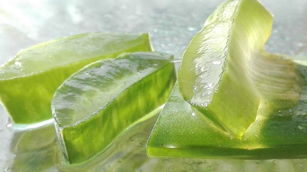 THE BURN PLANT: 5 medical uses for Aloe vera 14 slices of aloe vera gel