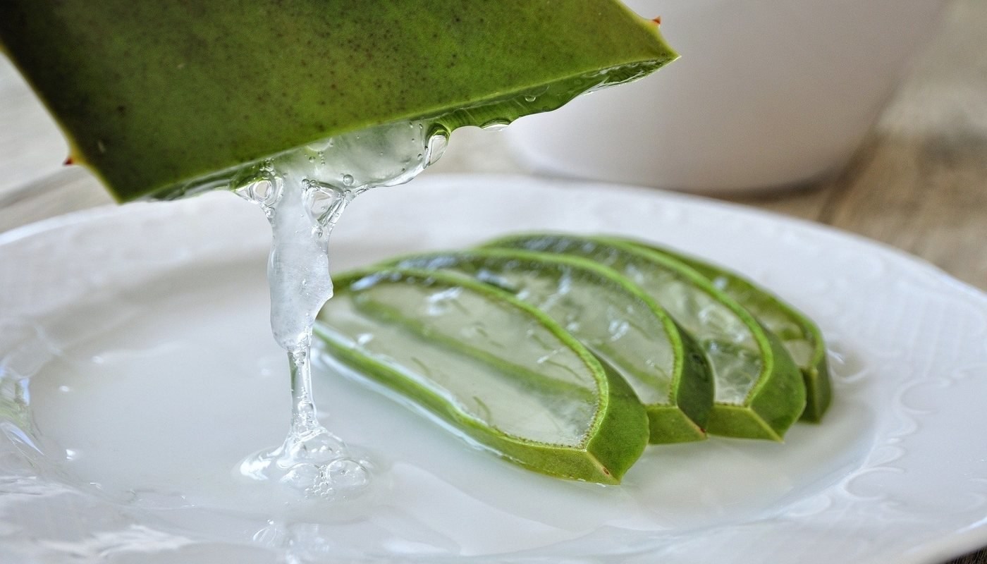 THE BURN PLANT: 5 medical uses for Aloe vera 15 Aloe vera leaf dripping latex on plate