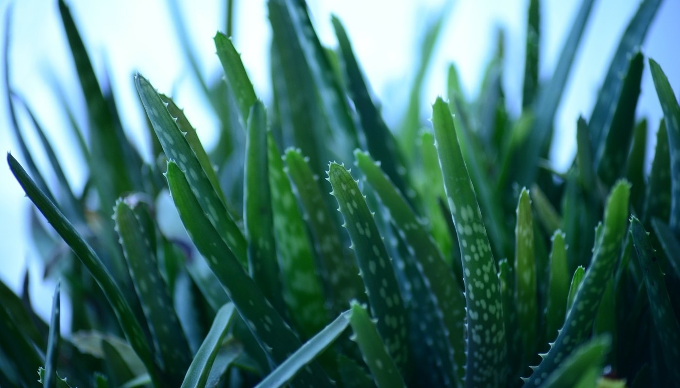aloe vera plant