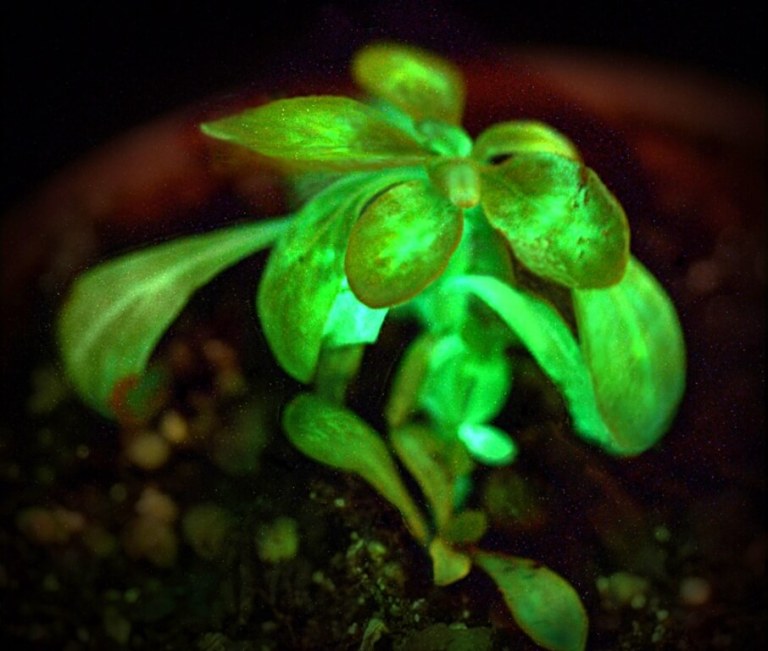 A PANDEMIC OF HOPE: Poetry by George Payne 13 Bright green leaf growing out of soil