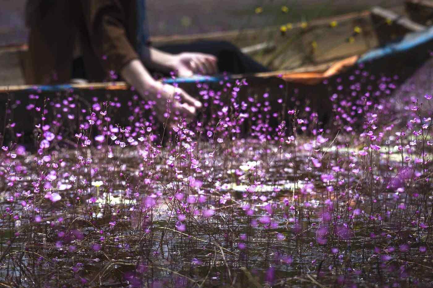 Person floating next to purple flowers in boat