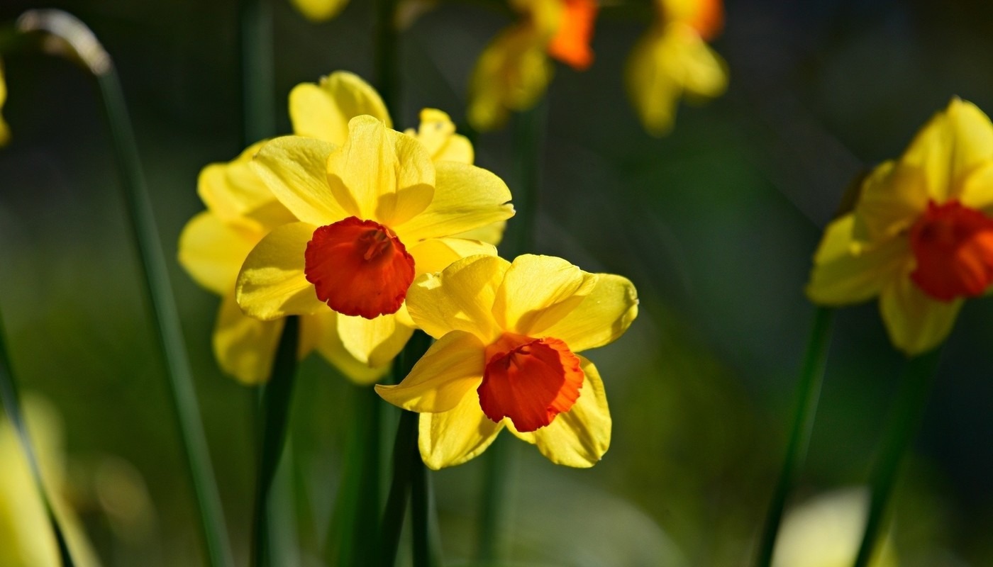 daffodils