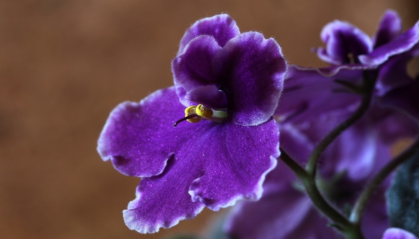 african violet