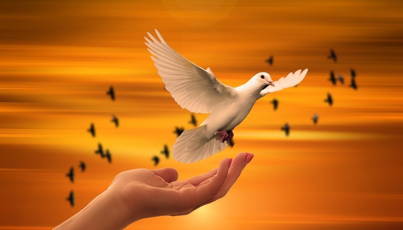 dove flying out of a hand