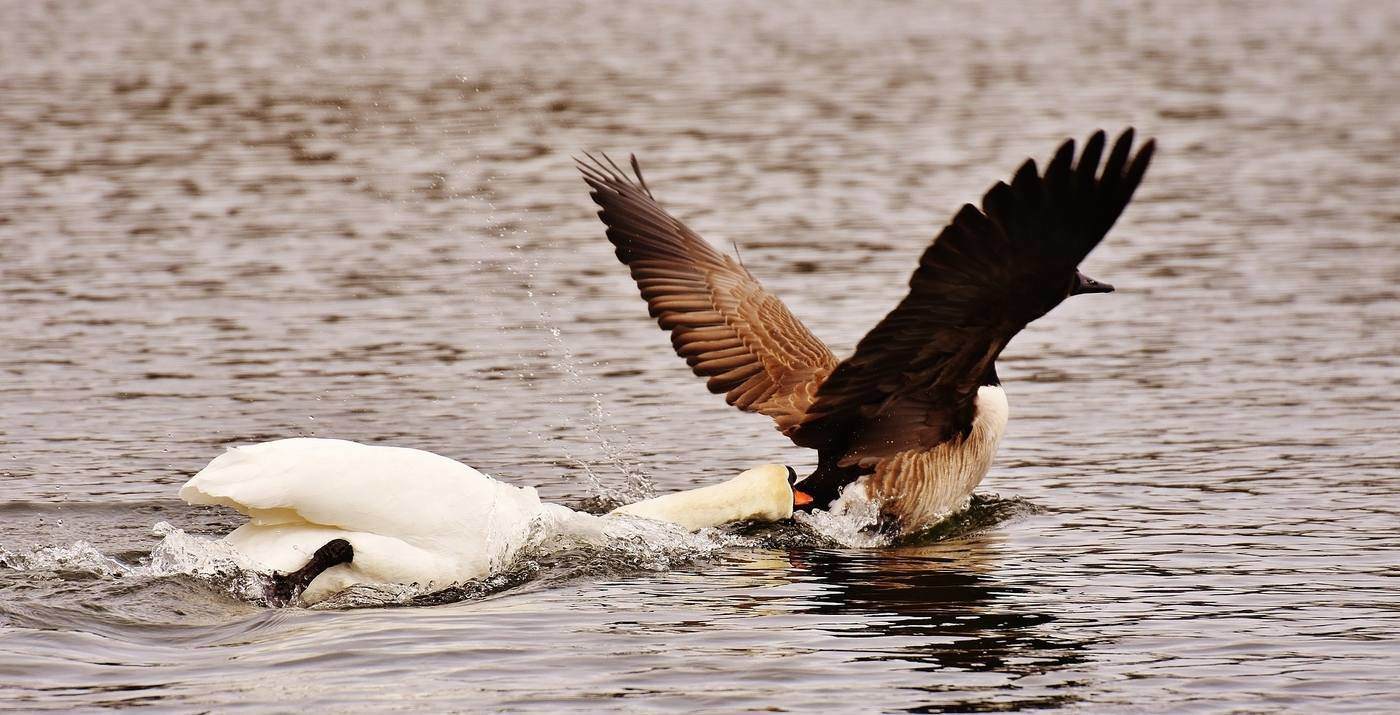 swan chasing a goose