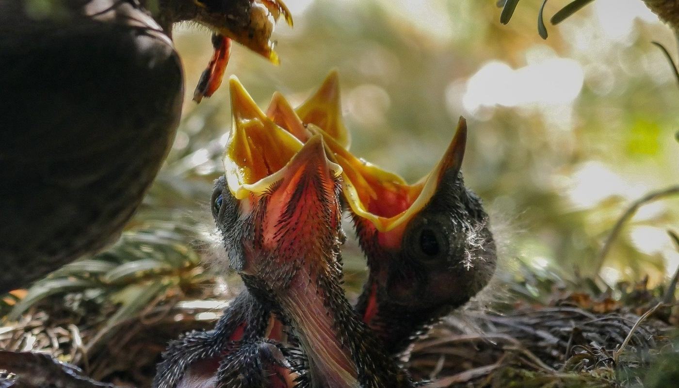baby birds in nest wanting food