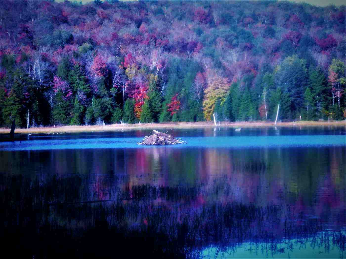 Beaver hutch in Adirondacks