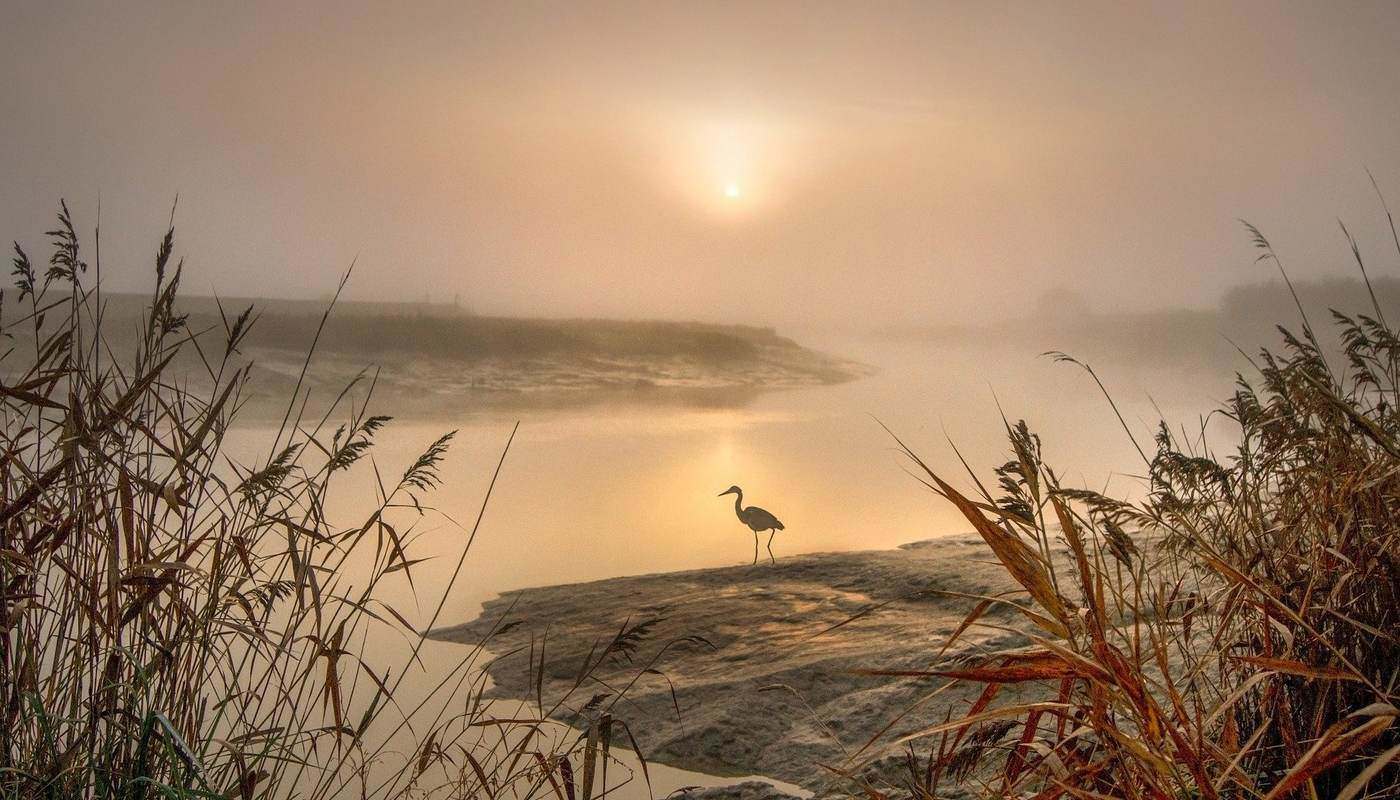 heron on the shore of a river