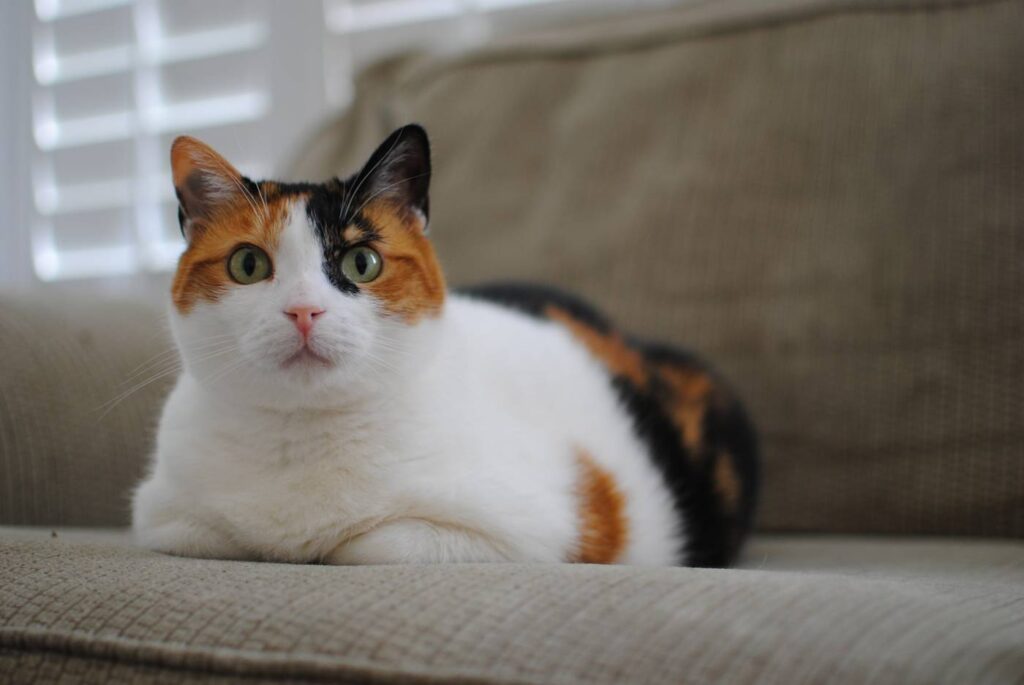 CREATURE COMFORT: Pets can uplift us during stressful times 14 creature comfort calico cat