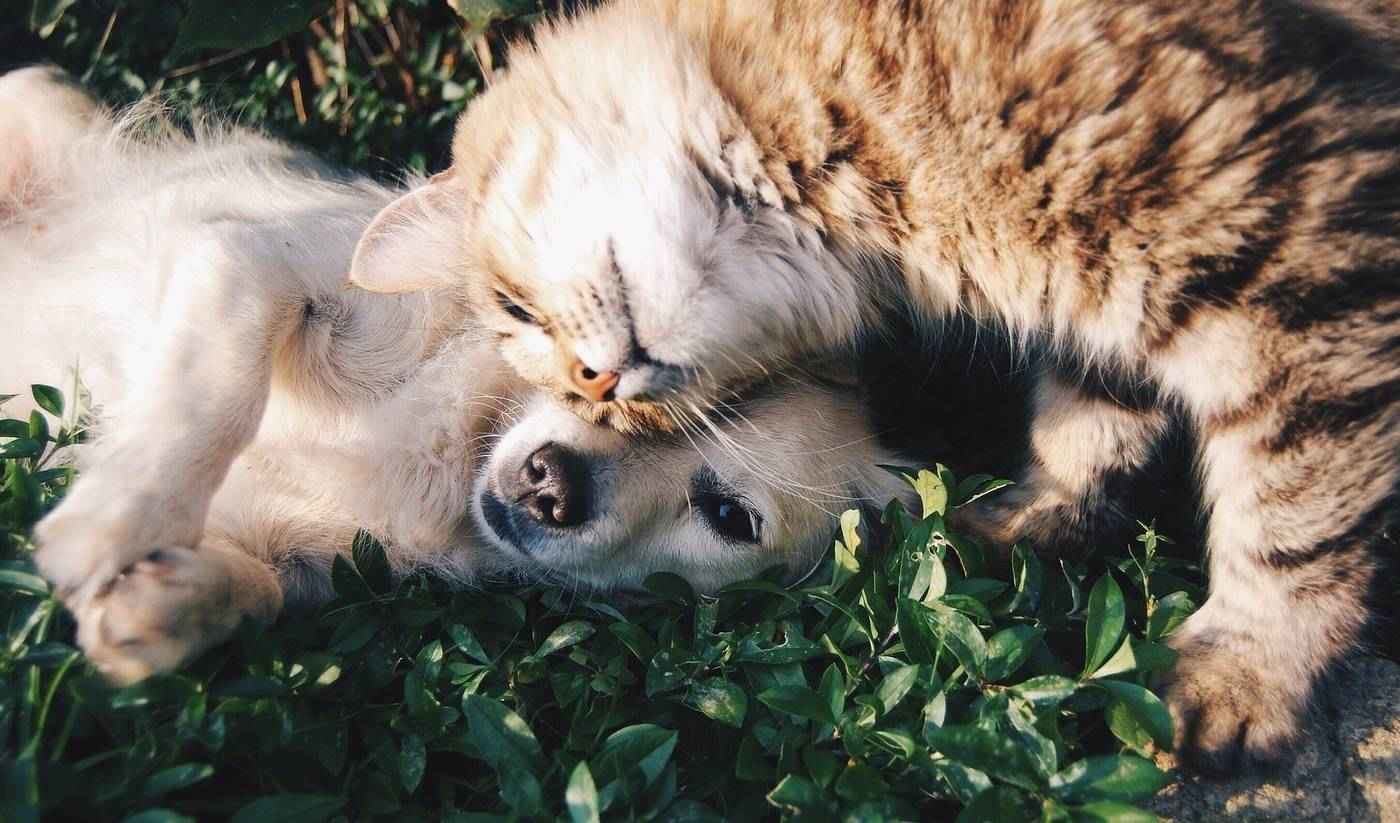 Dog and cat playing together on grass