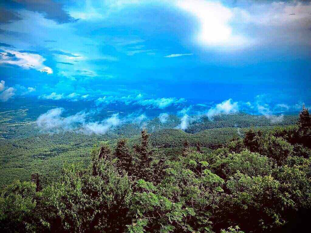 Turquoise sky and green trees