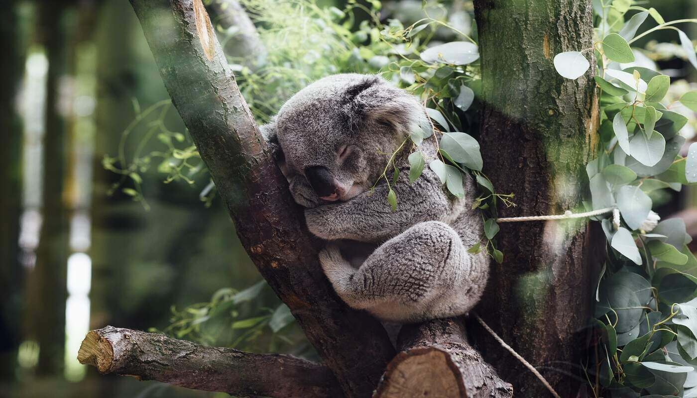 koala bear asleep in tree