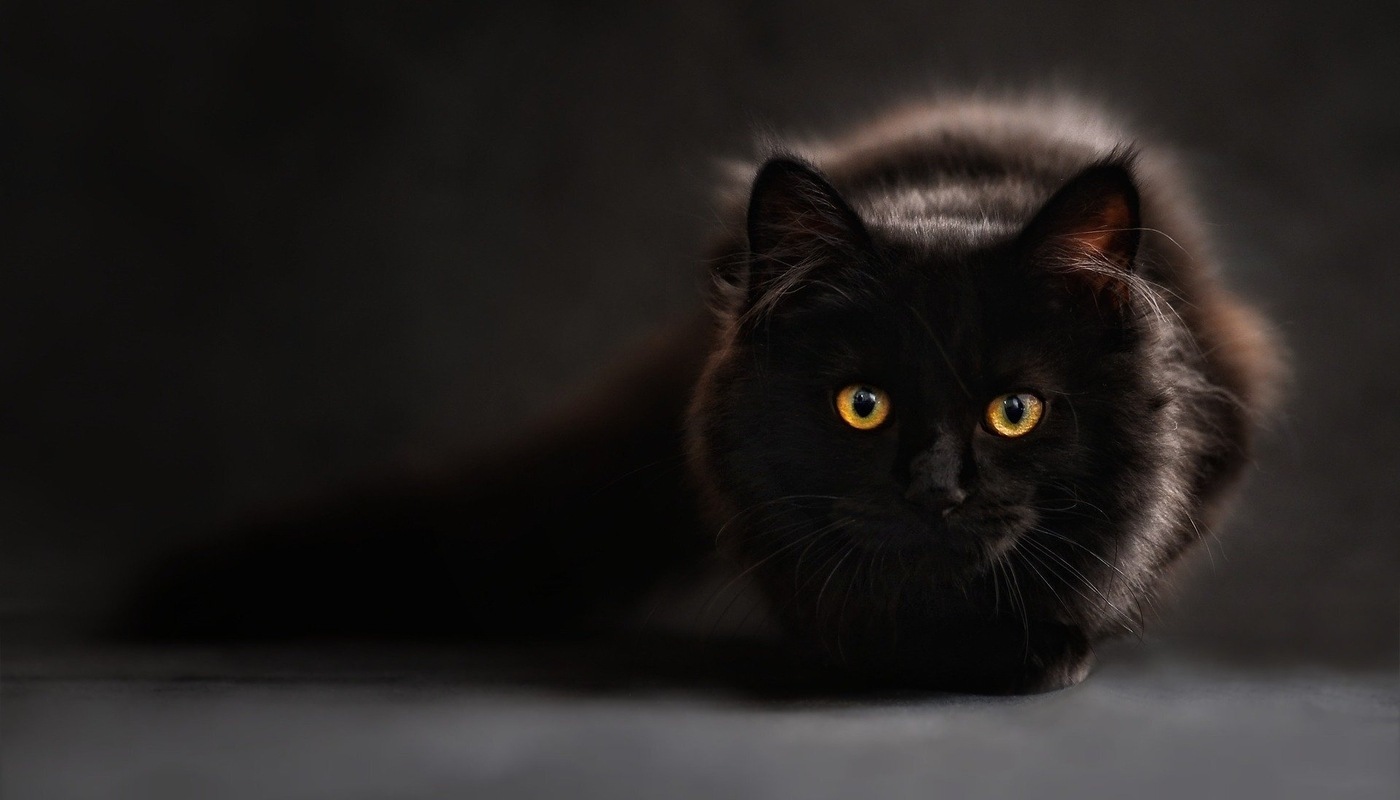 GOATS HORSES AND LLAMAS OH MY Are there benefits to yoga with animals or is it just a gimmick