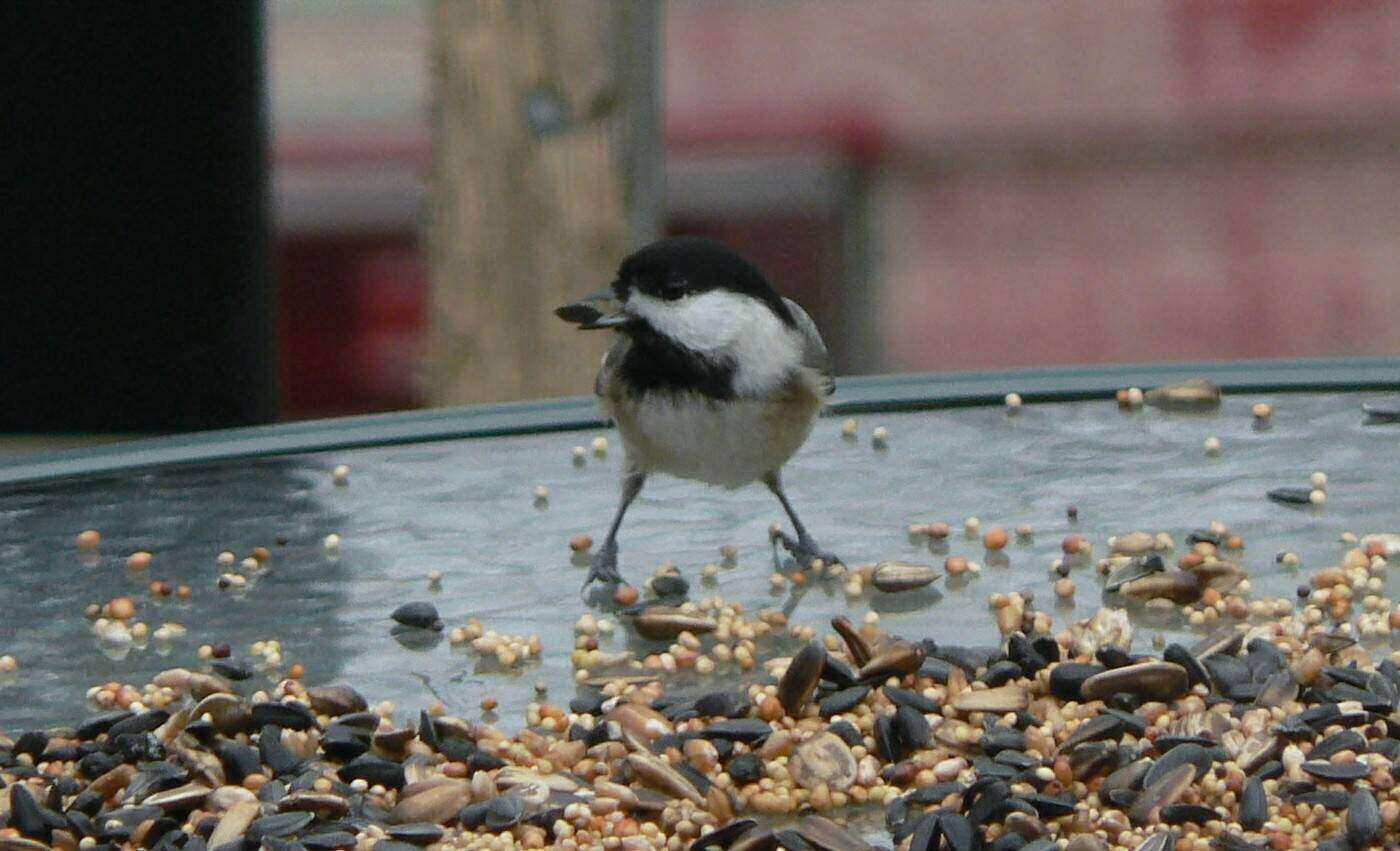 Window view of chickadee