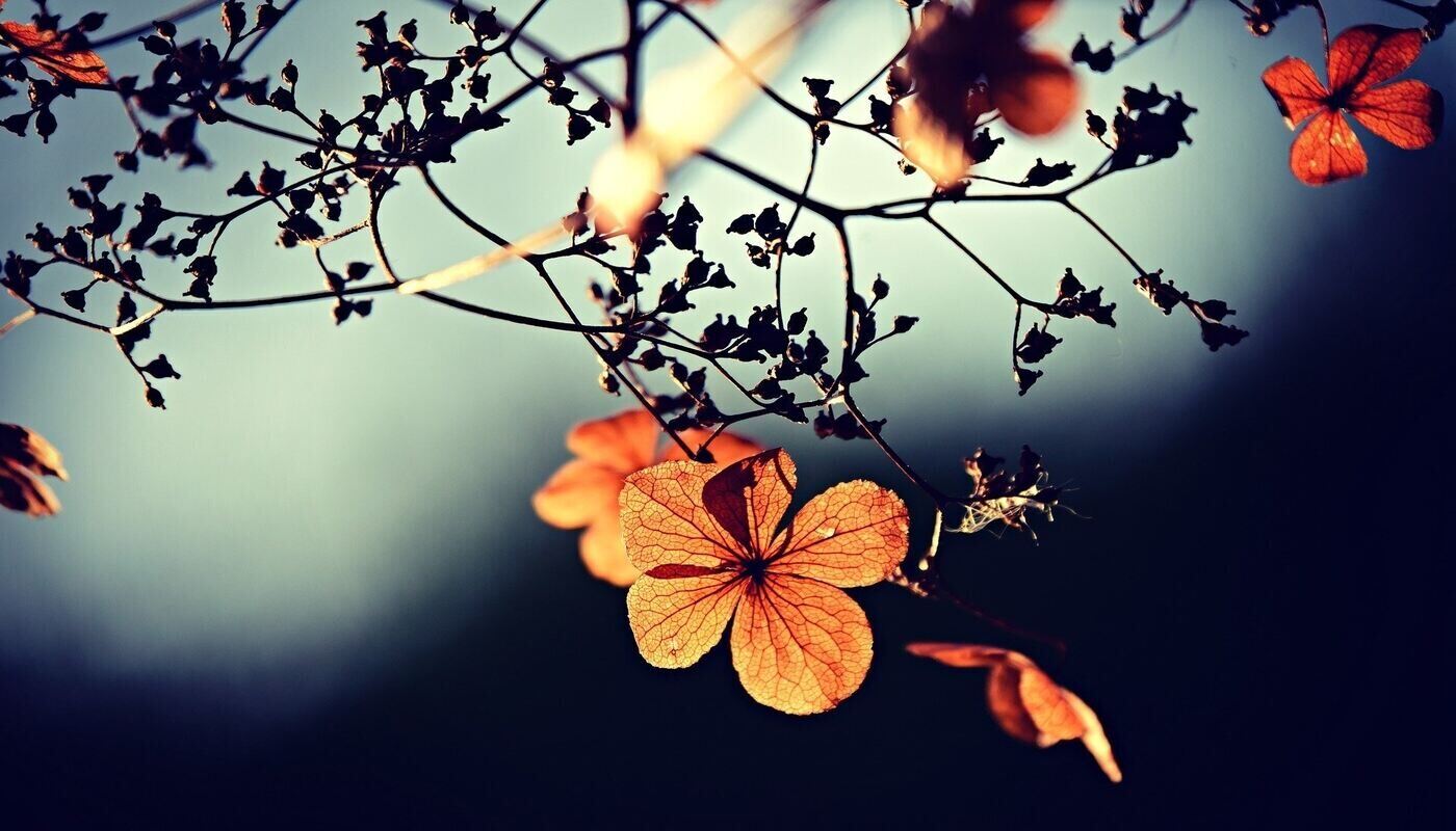 DELICATE FLOWER AND STRONG TREE When is it time to push your comfort zone A Zen approach