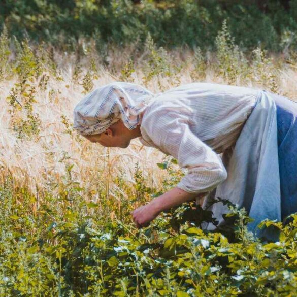 woman picking herbs in a garden