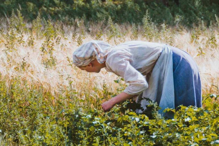 woman picking herbs in a garden