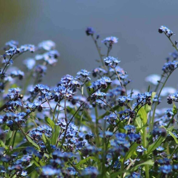 Forget-me-nots