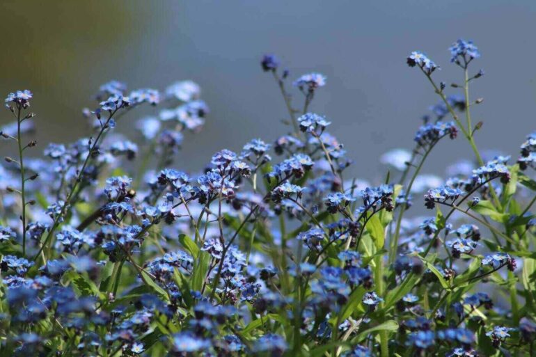Forget-me-nots