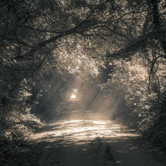 path in the woods with a light at the end