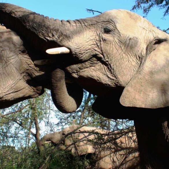 two elephants with trunks entwined