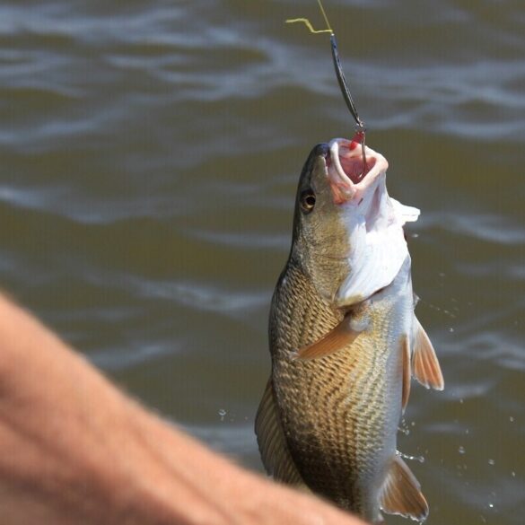 man caught fish on line