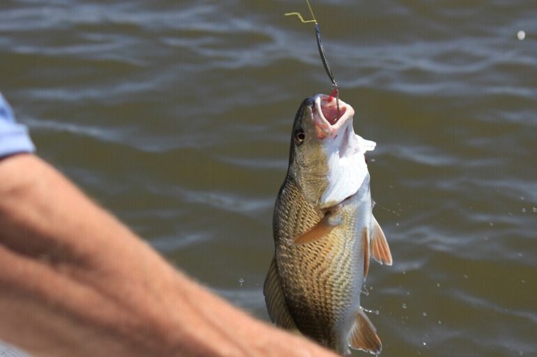 man caught fish on line