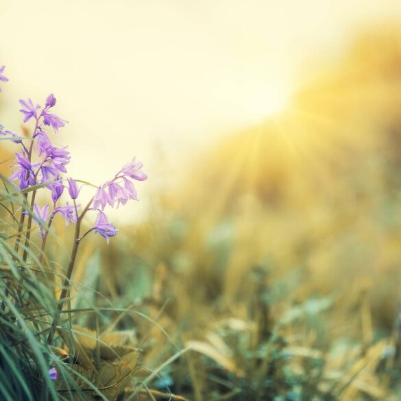 Light shining on violets