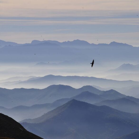 Bird flying over blue mountains
